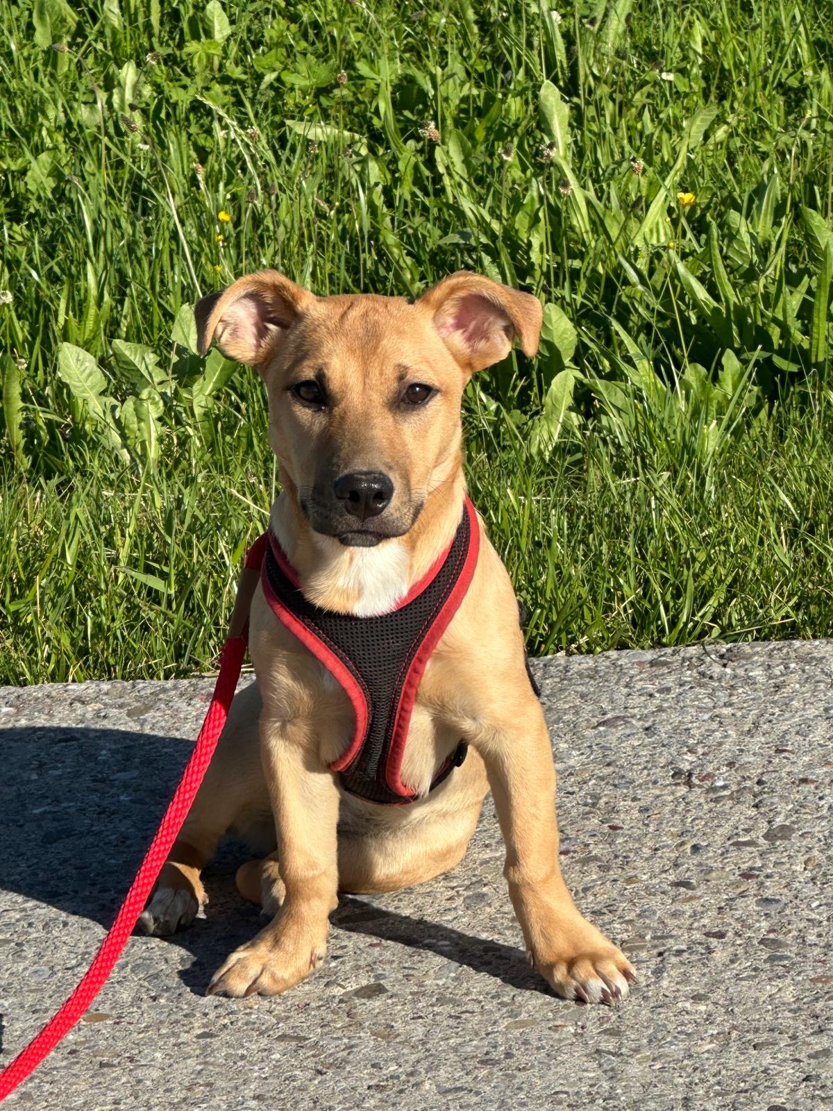 Pixie, Nadines tierische Begleiterin